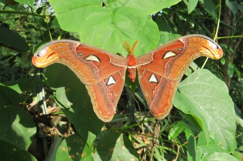 Tận hưởng vẻ đẹp ban ngày với bướm khế ban ngày