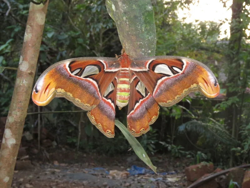 Đặc điểm của bướm Khế qua góc nhìn ảnh côn trùng