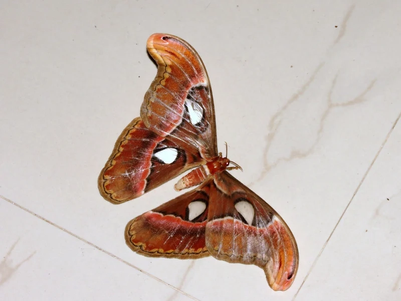 Tạo cảm hứng từ bướm khế nền thiên nhiên tuyệt đẹp