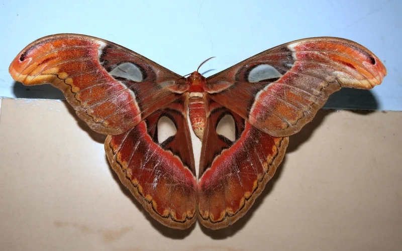 Nghệ thuật tự nhiên qua bướm khế nghệ thuật