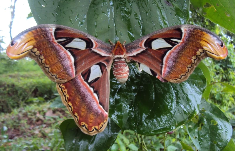 Cánh mỏng tinh tế và rực rỡ là bướm khế cánh đẹp