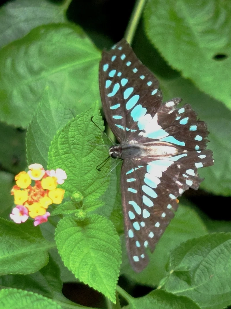 Hiếm gặp nhưng rực rỡ bướm phượng hiếm ngoài trời