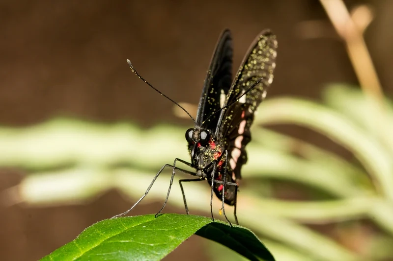 Tìm hiểu bướm phượng đặc điểm để nhận biết dễ dàng
