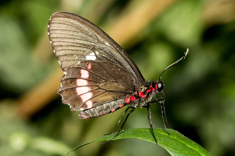 Thưởng thức vẻ đẹp bướm phượng ngoài trời trong nắng