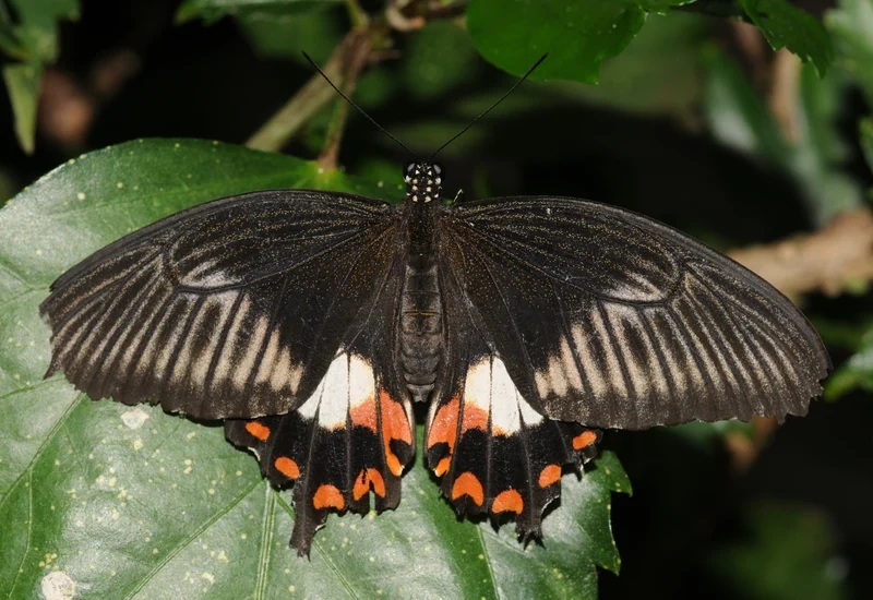 Học hỏi về bướm phượng sinh học ngay hôm nay