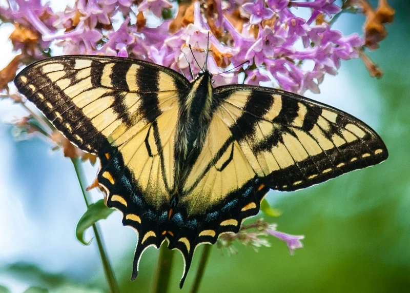 Hiểu hơn về vai trò của bướm phượng hệ sinh thái