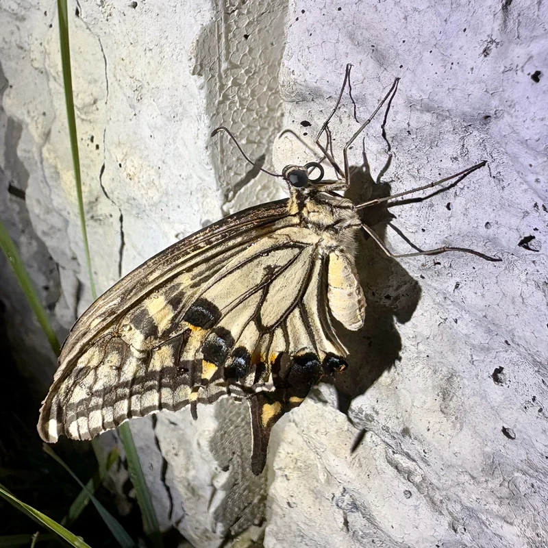 Hiểu hơn về vai trò của bướm phượng hệ sinh thái