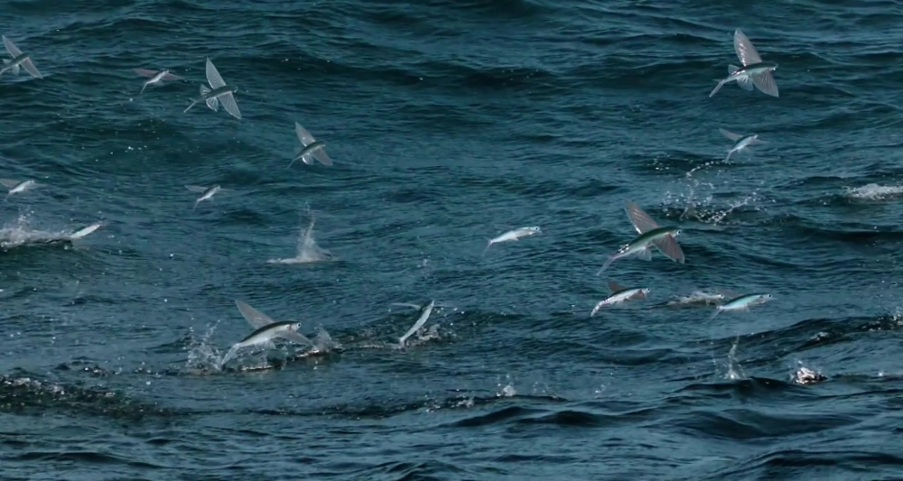 Góc nhìn ngang đầy ấn tượng về cá chuồn biển