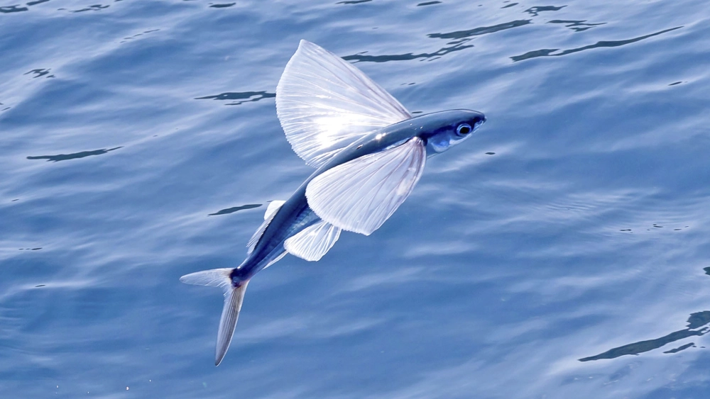 Cá chuồn biển trong tư thế chuẩn bị cất cánh