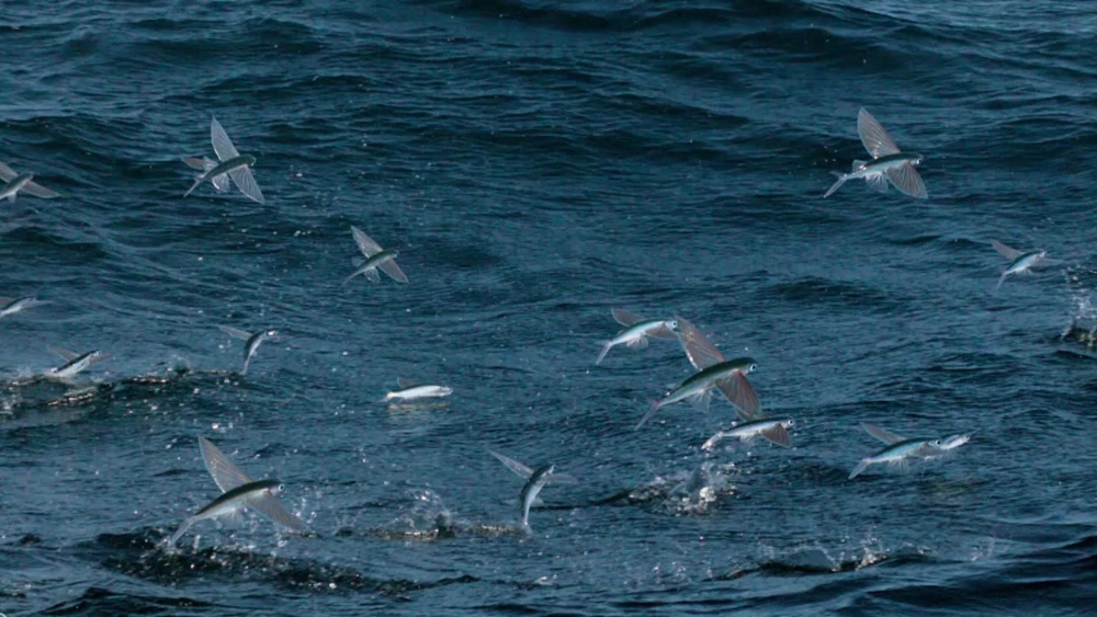 Sự kết hợp giữa cá chuồn biển và bầu trời xanh