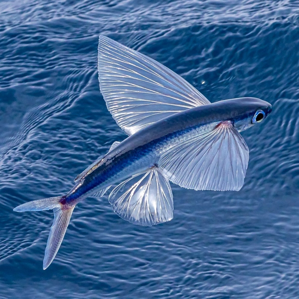 Vẻ đẹp kỳ diệu của đôi vây cá chuồn biển