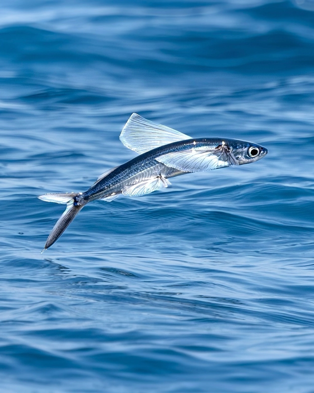 Đàn cá chuồn biển cùng bay lên khỏi mặt nước