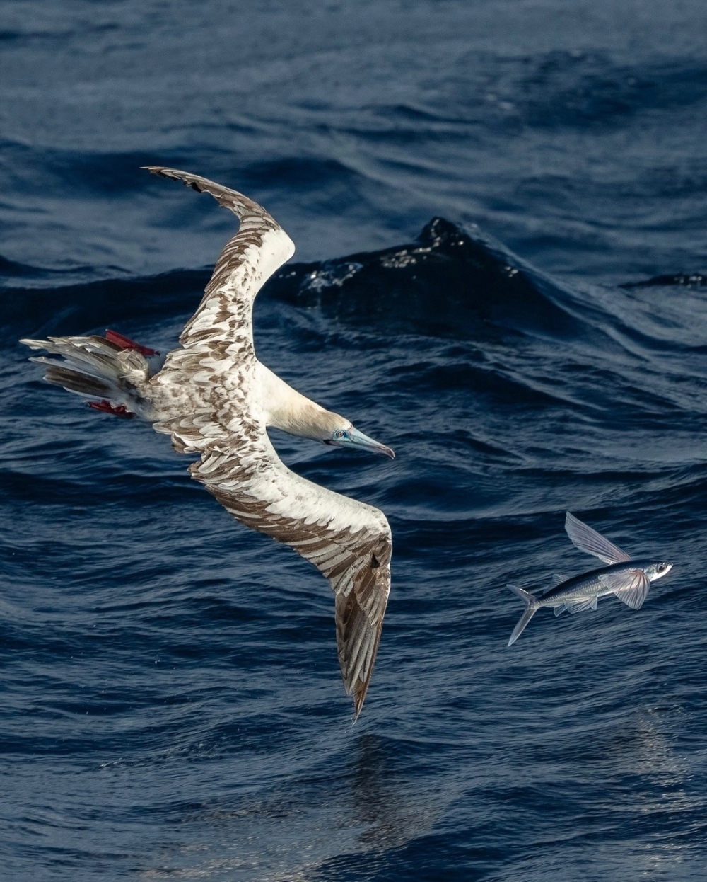 Cận cảnh lớp vảy bạc của cá chuồn biển