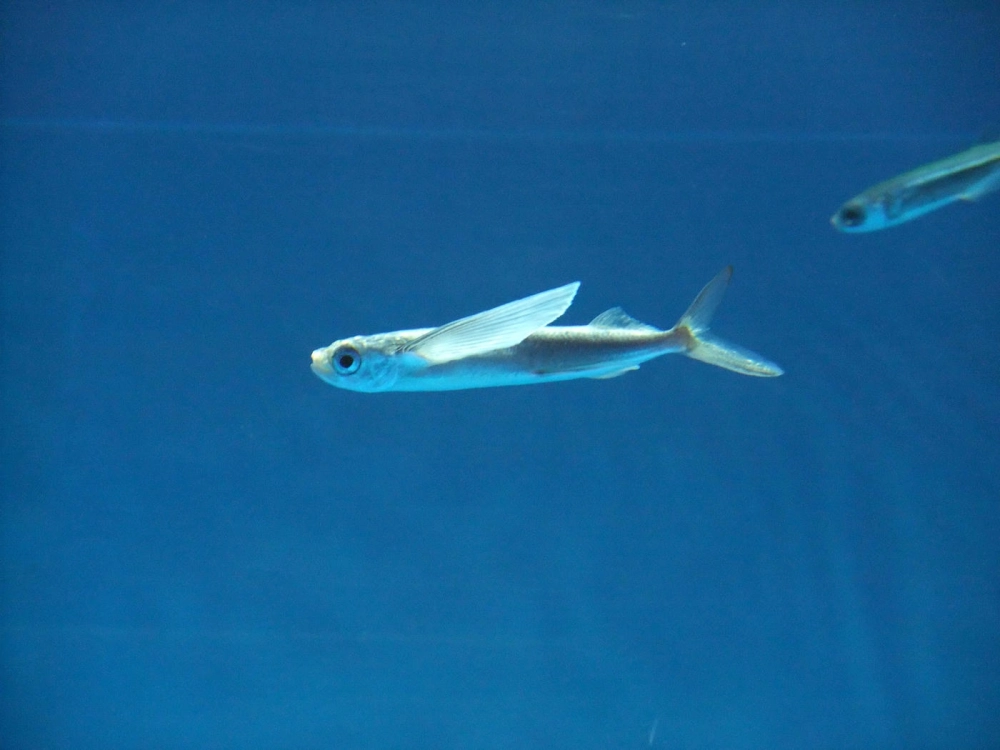 Đôi vây cá chuồn biển xòe rộng như cánh chim