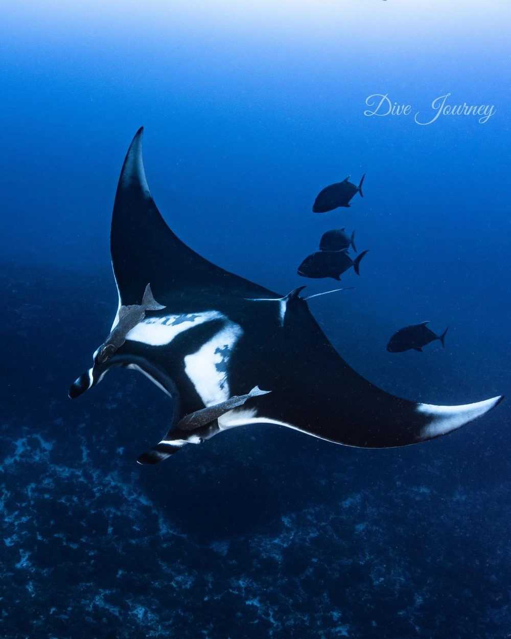 Khoảnh khắc cá đuối khổng lồ kiếm ăn giữa đàn cá nhỏ