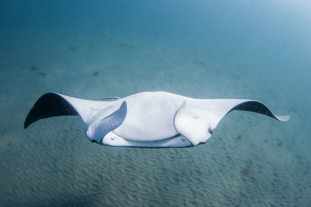 Ánh nắng xuyên qua mặt nước soi rọi cá đuối khổng lồ