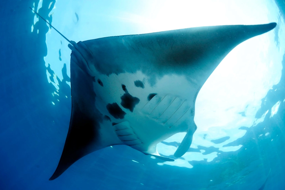 Đàn cá đuối khổng lồ di cư tạo nên cảnh tượng hùng vĩ