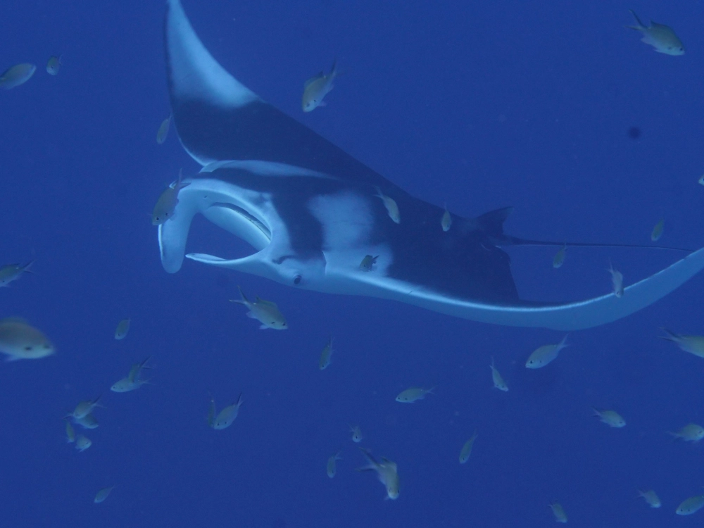 Góc chụp từ dưới lên thấy rõ miệng cá đuối khổng lồ