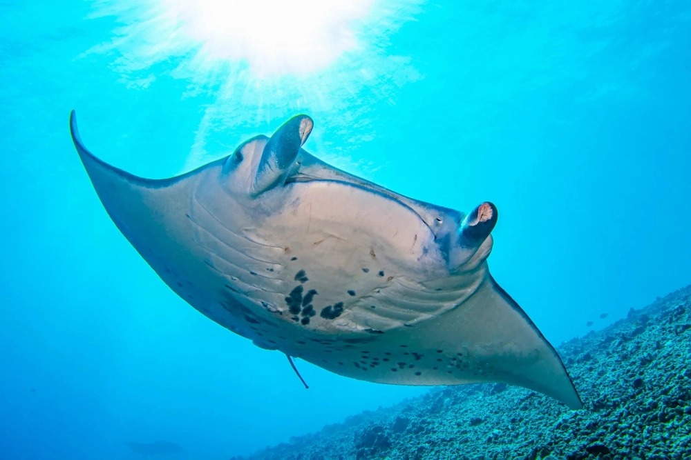 Cá đuối khổng lồ sải vây rộng dưới làn nước xanh biếc