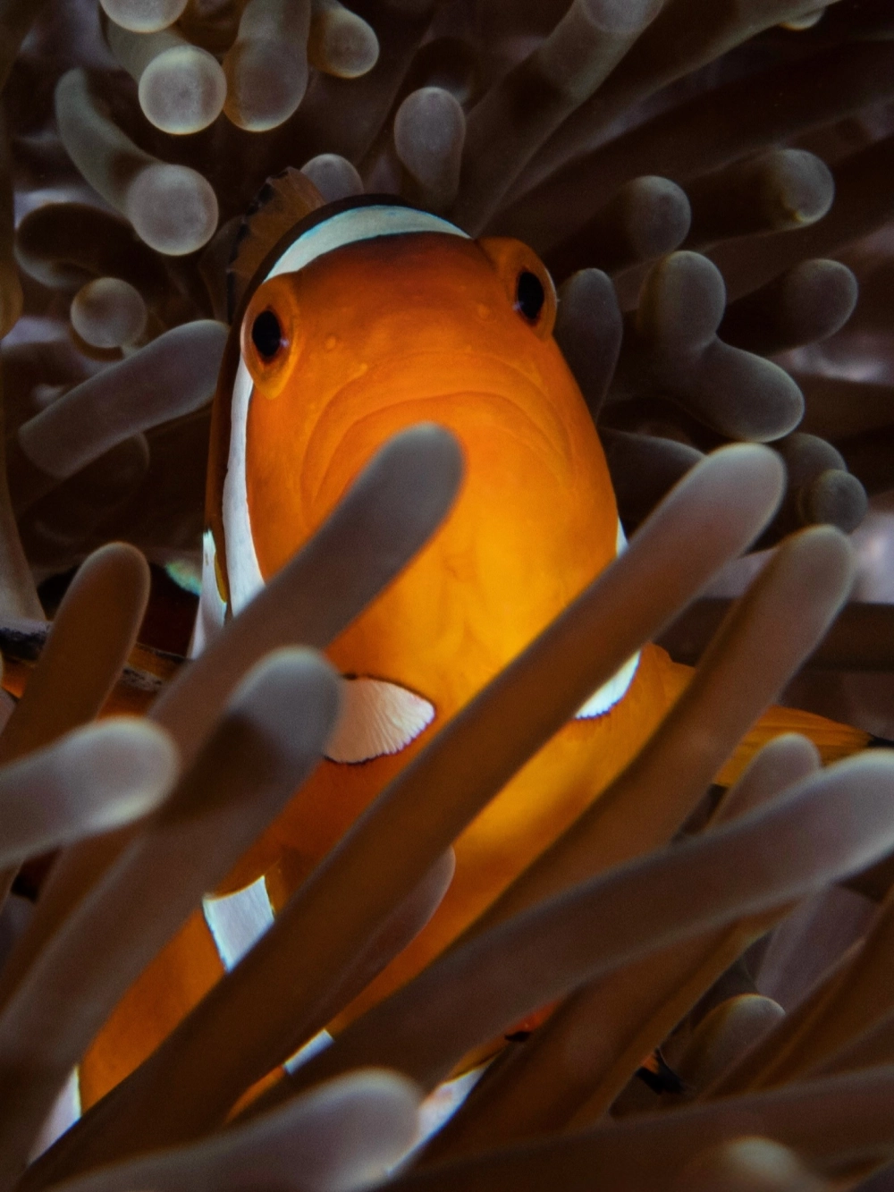 Hình ảnh cá hề vây đen quý hiếm dưới đáy đại dương