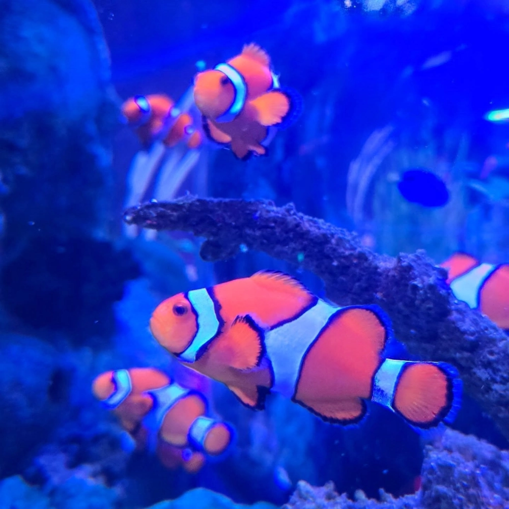 Sự kết hợp màu sắc tuyệt đẹp của cá hề và hải quỳ tím