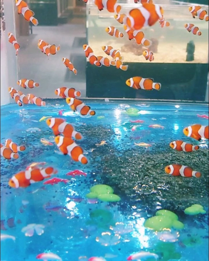 Cặp đôi cá hề bơi song hành giữa đại dương bao la