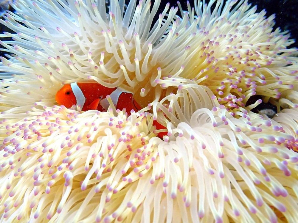 Biểu cảm đáng yêu của cá hề khi nhìn vào ống kính