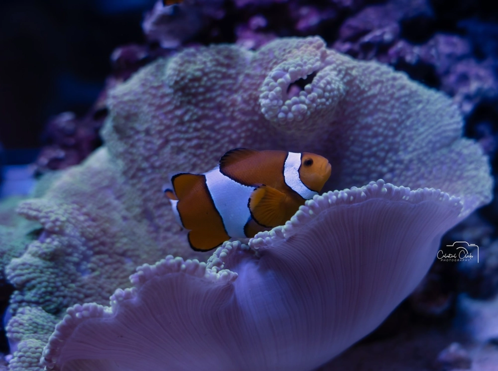 Sự tương phản giữa cá hề sọc trắng và nền biển sâu