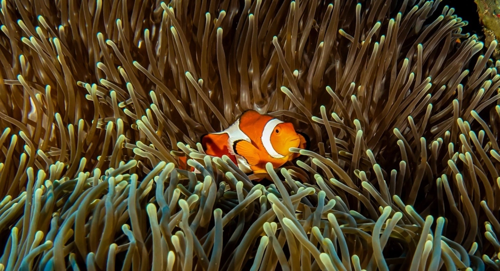 Cận cảnh đôi mắt linh động của loài cá hề Nemo