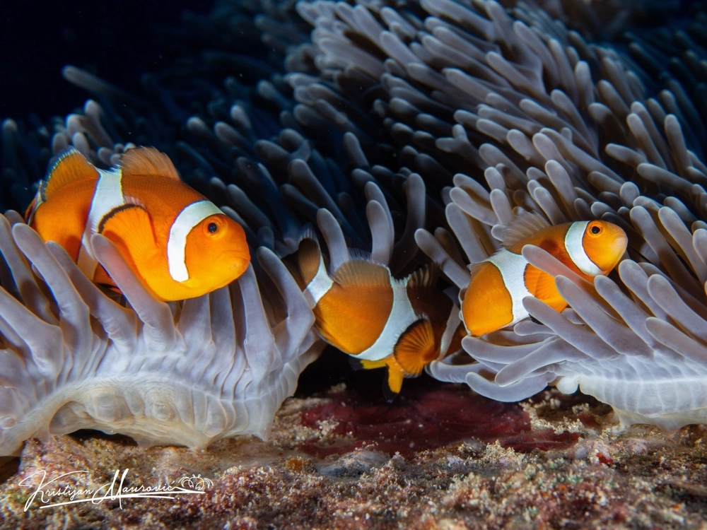 Cá hề cam rực rỡ ẩn mình trong bụi hải quỳ xanh