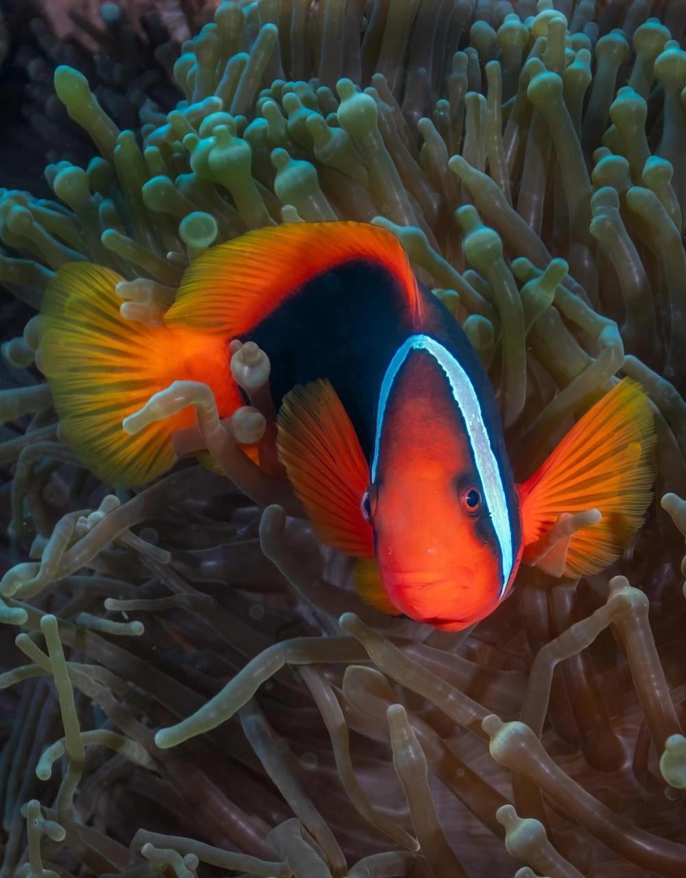 Vẻ đẹp bình yên của cá hề trong môi trường tự nhiên