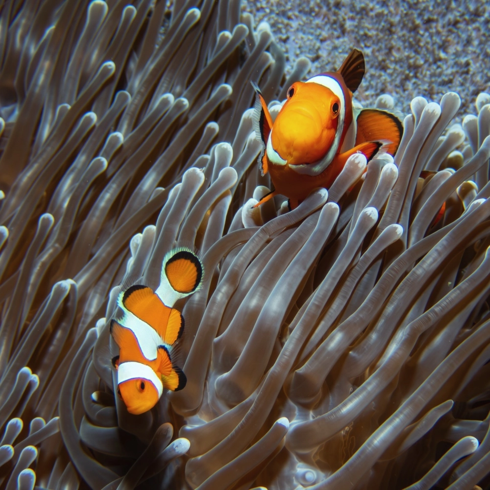 Cá hề bơi lội cùng các loài sinh vật biển nhỏ khác