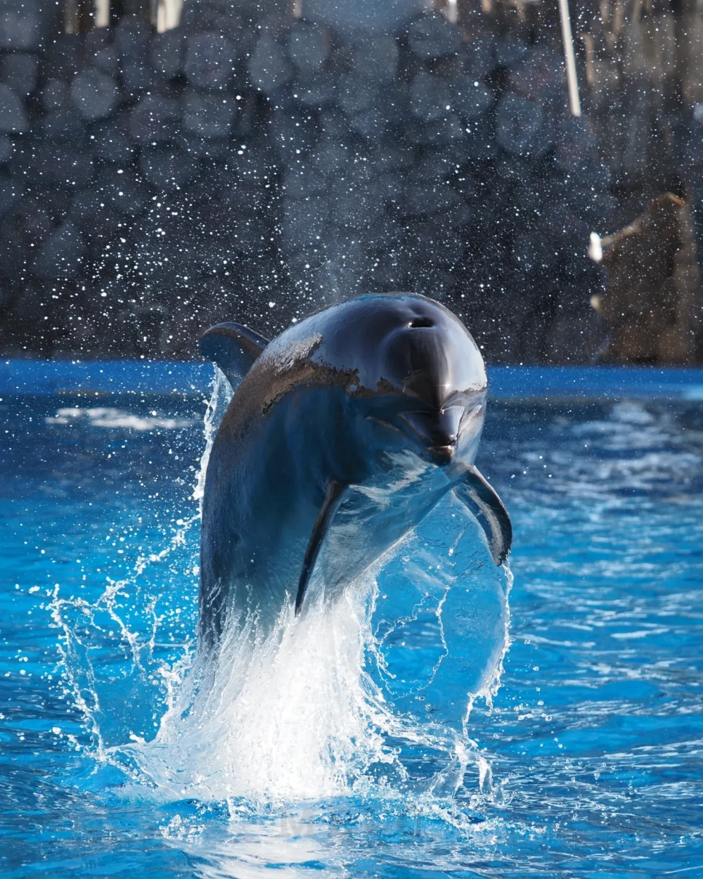 Cá heo xanh lướt đi nhẹ nhàng trên mặt biển lặng tờ