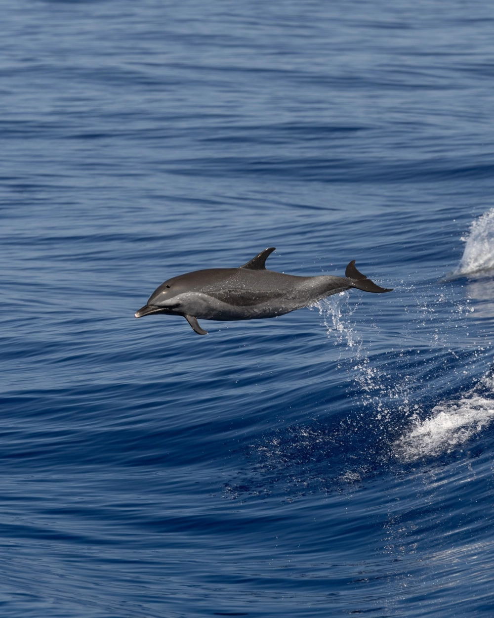 Cá heo nhảy múa giữa những con sóng bạc đầu