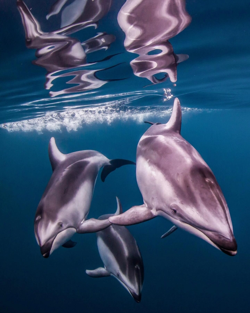 Cá heo và những người bạn thú biển dưới đại dương