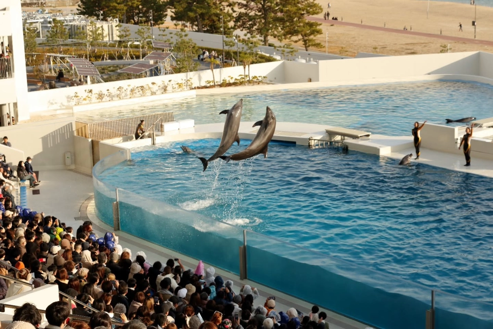 Hình ảnh cá heo dễ thương dưới ánh nắng ban mai