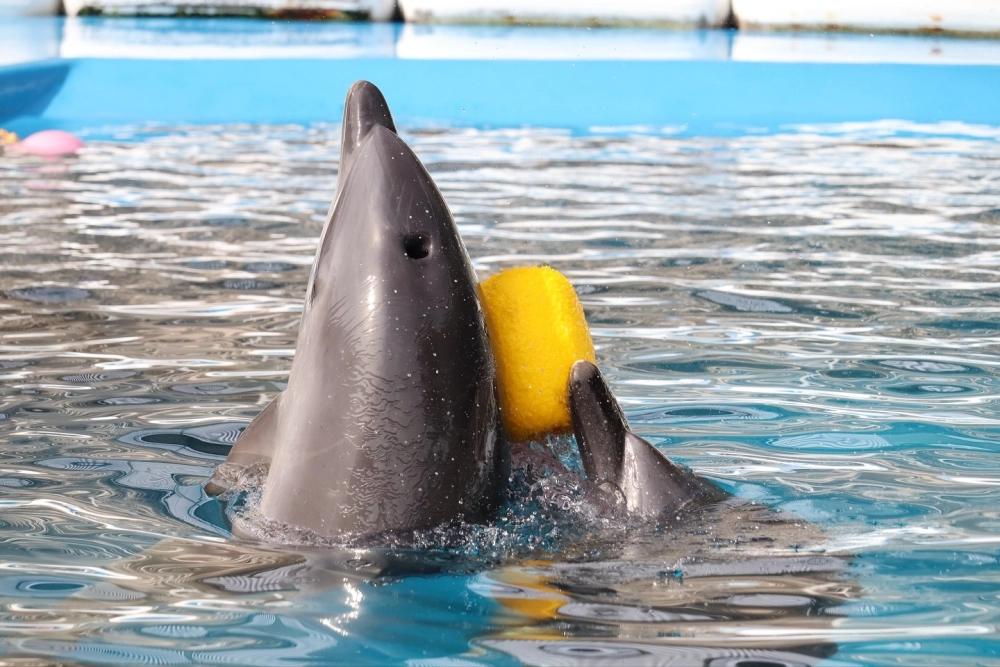 Chú cá heo nhỏ nô đùa cùng mẹ dưới đại dương