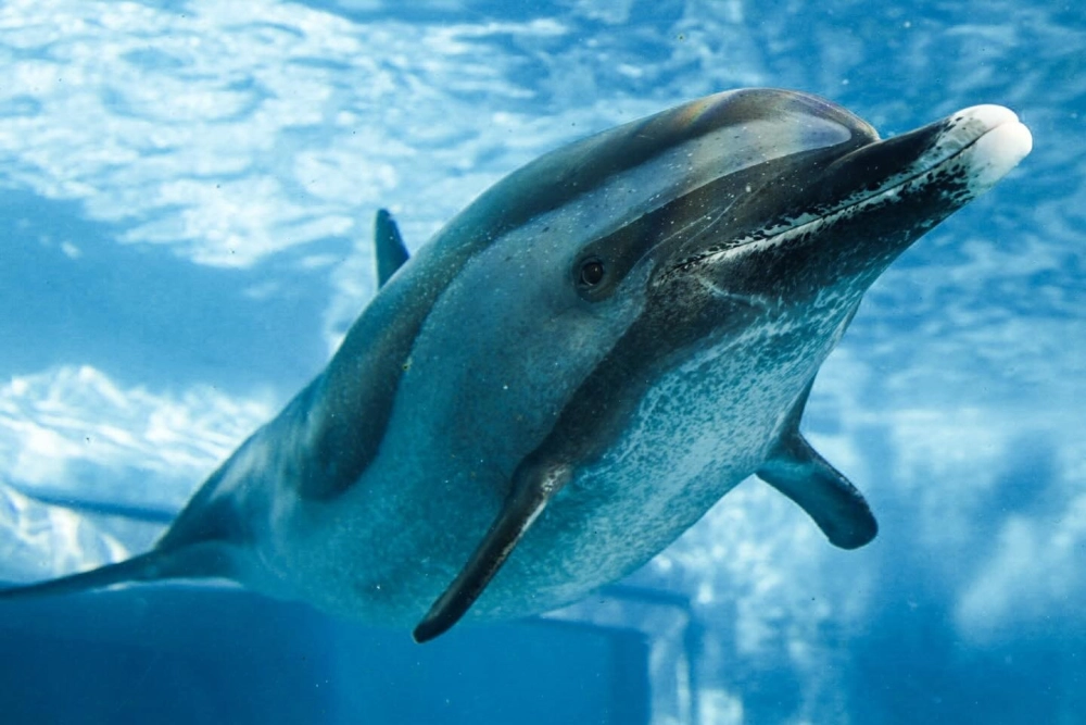 Đàn cá heo xanh bơi lội tung tăng trong rạn san hô