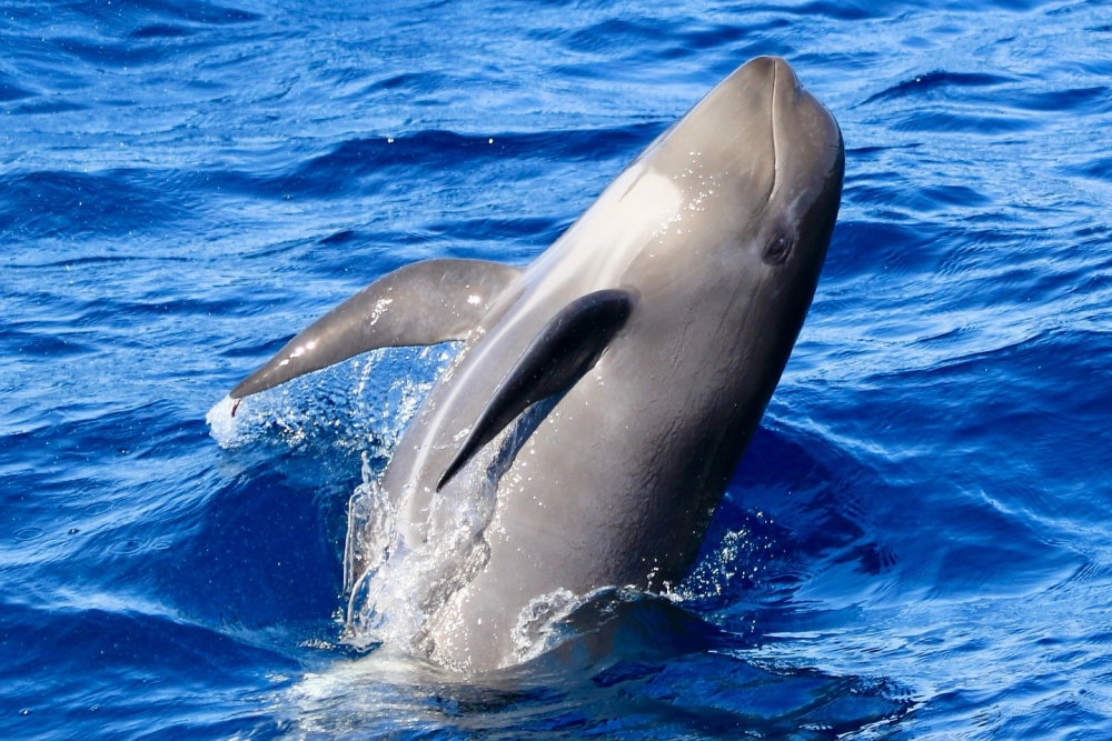 Những chú cá heo thông minh thực hiện màn trình diễn đẹp mắt