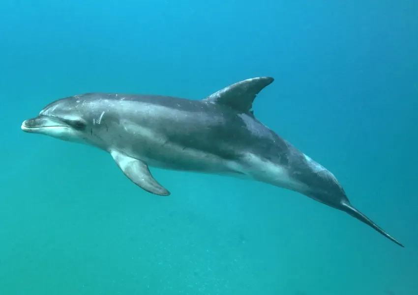Hình ảnh cá heo mũi chai bơi lội linh hoạt giữa đại dương xanh