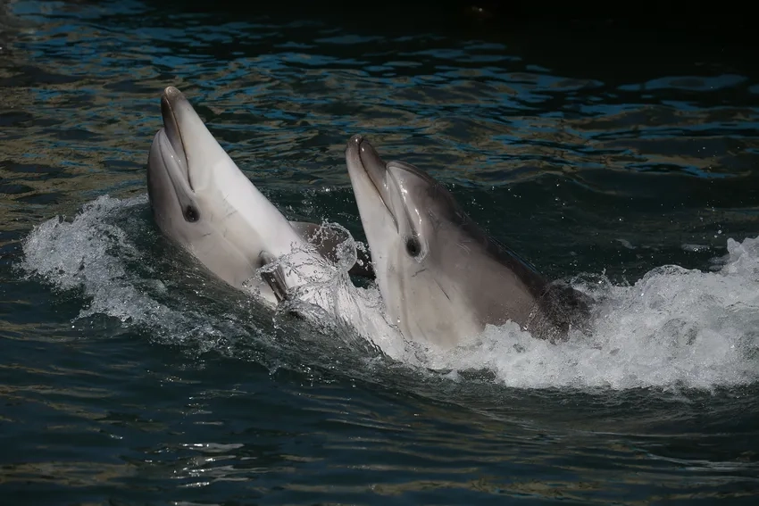 Thông tin cá heo mũi chai giúp hiểu rõ loài thú biển này