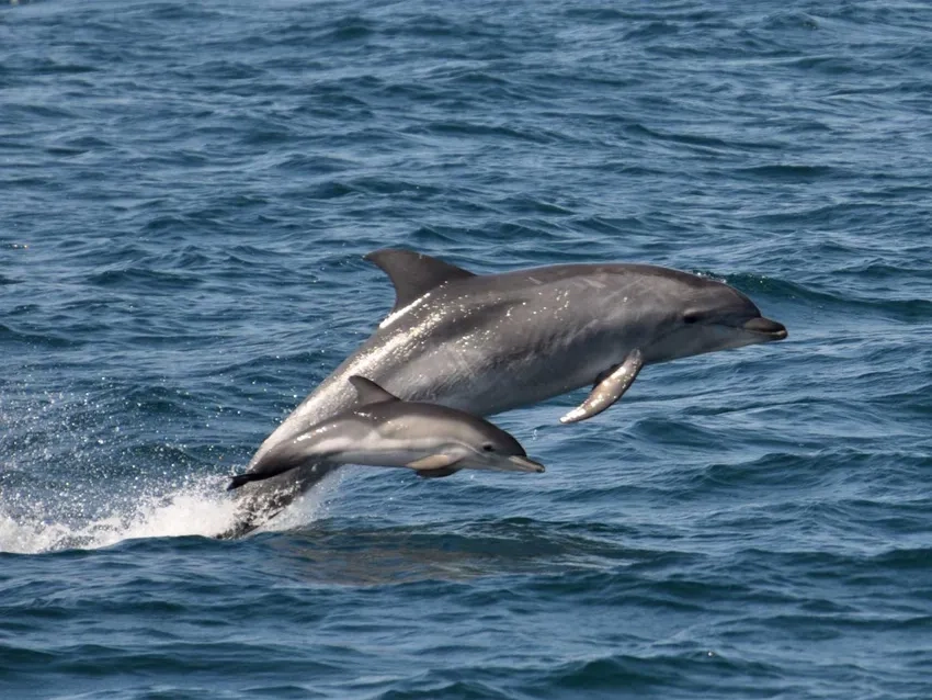 Câu chuyện cá heo mũi chai gắn liền với con người