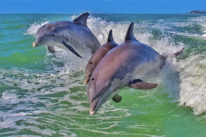 Phân loại cá heo mũi chai trong họ thú biển có vú