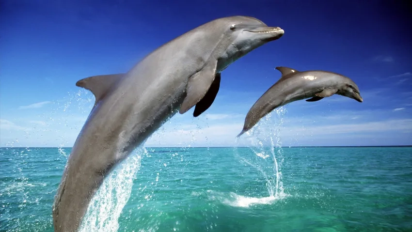 Đặc điểm cá heo mũi chai dễ nhận biết qua hình dáng