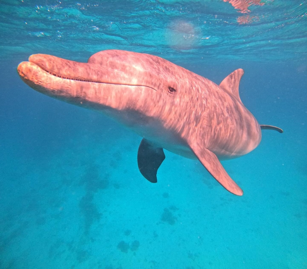 Cá heo nhảy múa giữa những con sóng bạc đầu mạnh mẽ