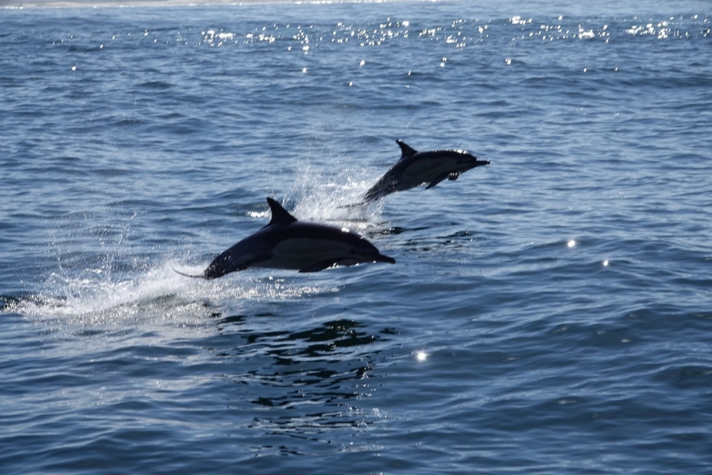 Vẻ đẹp của loài thú biển trong xanh thẳm của đại dương bao la