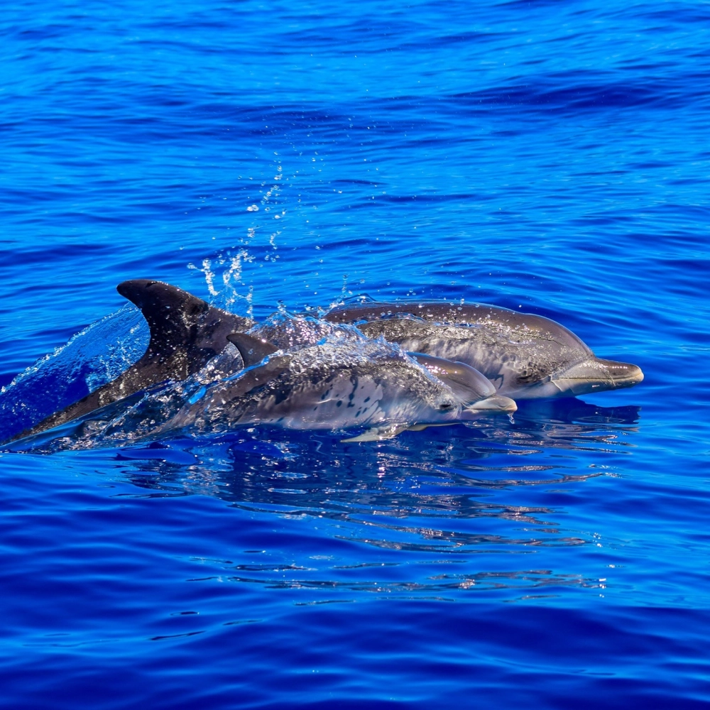 Cá heo con bơi sát bên mẹ trong hành trình vượt biển