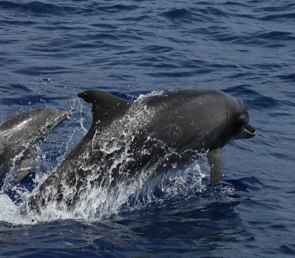 Góc nhìn từ trên cao đàn cá heo lướt đi trên mặt đại dương