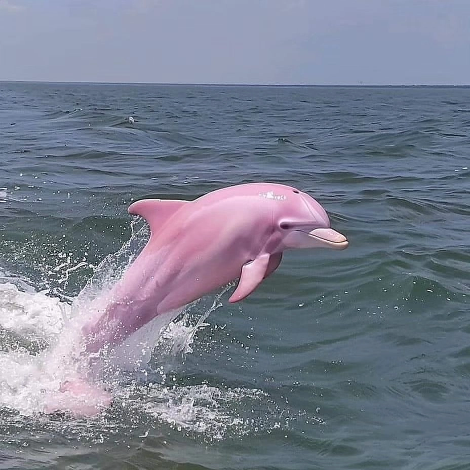 Màu xanh ngọc bích của nước biển tôn vinh vẻ đẹp cá heo