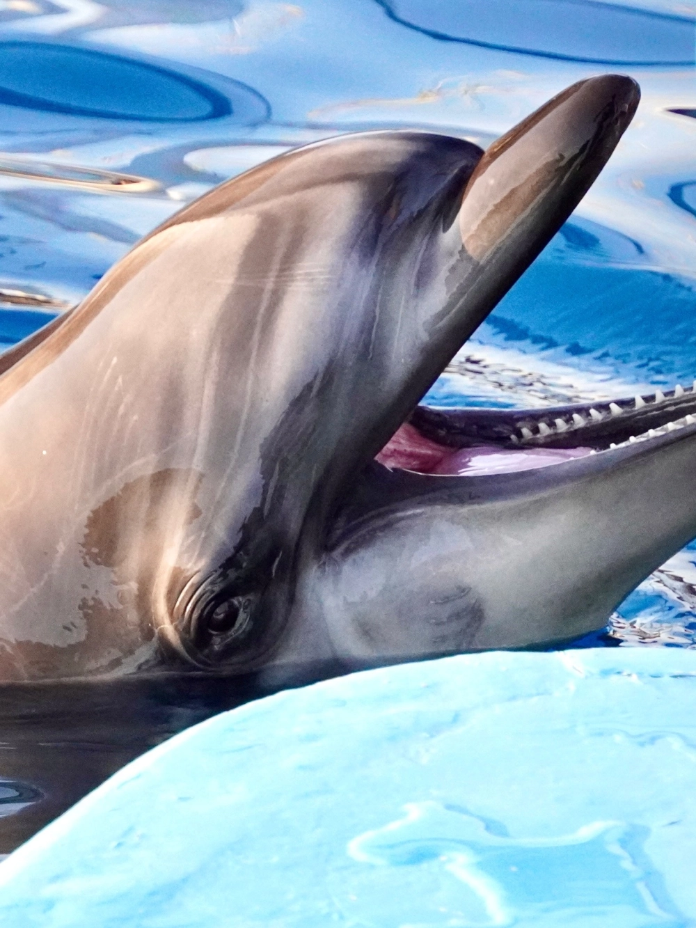 Ánh nắng xuyên qua làn nước soi sáng bóng dáng cá heo